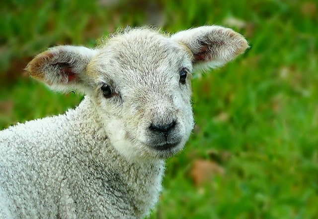 なんでAUDを羊と呼ぶの画像